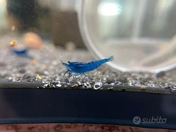 Caridine gamberetti Blue Dreams