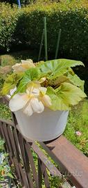 pianta di begonia