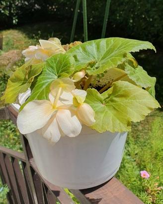 pianta di begonia