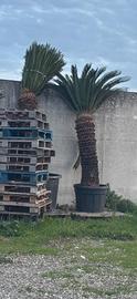 Cicas cycas