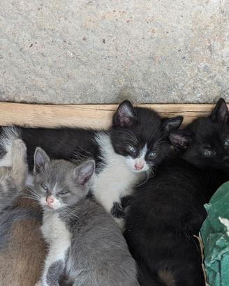 Gattini appena svezzati