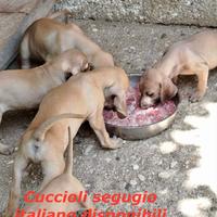 Segugio Italiano