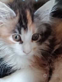 Vendita Maine Coon