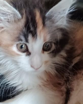 Vendita Maine Coon
