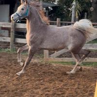 Puledro arabo di 16 mesi