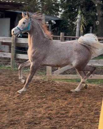 Puledro arabo di 16 mesi