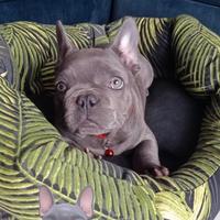 Bulldog francese esotico