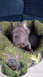 Bulldog francese esotico