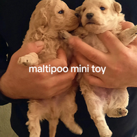 Maltipoo toy mini p.u.r.i