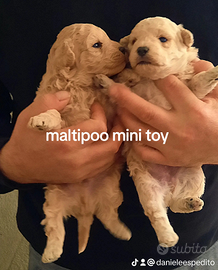 Maltipoo toy mini p.u.r.i