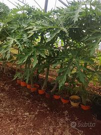 Piantine di Papaya