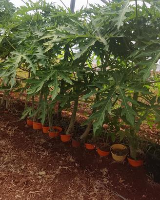 Piantine di Papaya