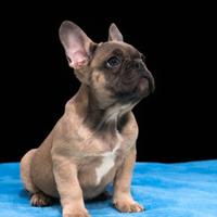 Cucciolo di bouledogue francese