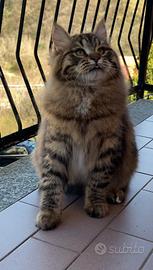 Gattino siberiano ipoallergenico