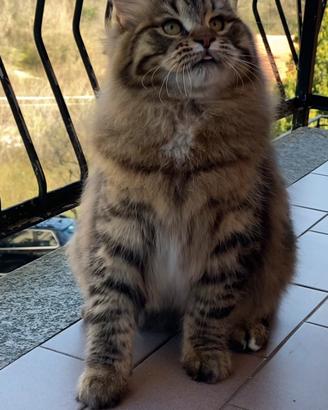 Gattino siberiano ipoallergenico