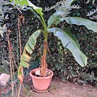 banani 
