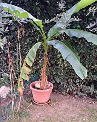 banani 