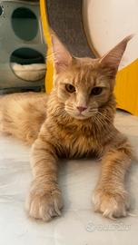 Maine coon femmina