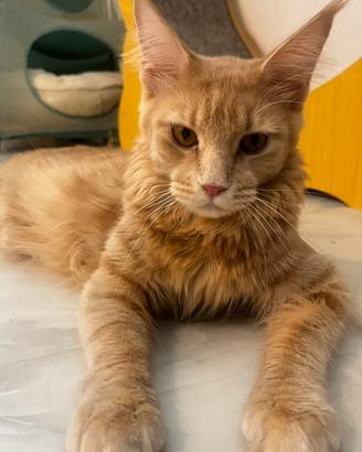 Maine coon femmina