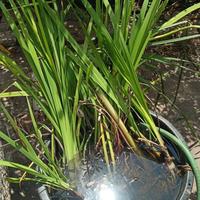 cactus e acquatiche e altro