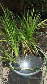 cactus e acquatiche e altro