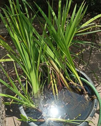 cactus e acquatiche e altro