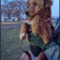 Cucciolo taglia piccola