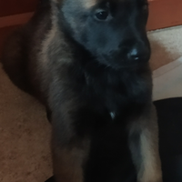 Disponibile cucciola di pastore belga malinois