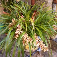 orchidea