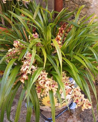 orchidea