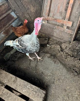 Tacchino