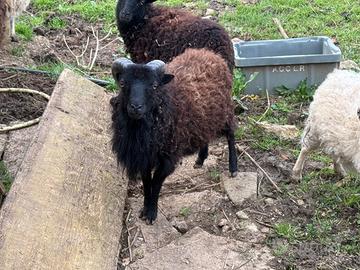 Maschio pecora nana Ouesant