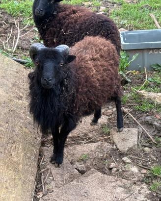 Maschio pecora nana Ouesant