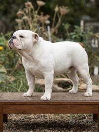 bulldog inhlese maschio con pedigree