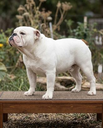 bulldog inhlese maschio con pedigree