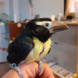 Tucano mini da compagnia 