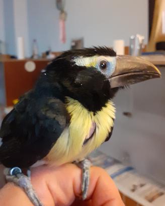 Tucano mini da compagnia 