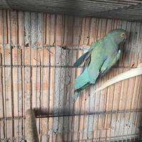 Parrocchetto dal collare