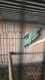 Parrocchetto dal collare