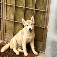 Cucciolo di Siberian Husky con pedigree