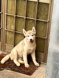 Cucciolo di Siberian Husky con pedigree