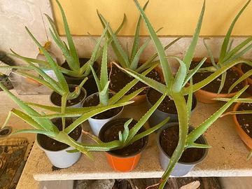 Aloe vera