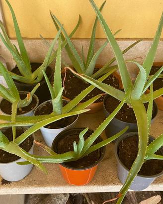 Aloe vera