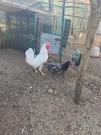 Gallo livornese e gallina