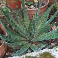 Piantine di Aloe Tiki Thai