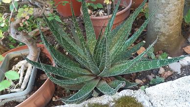 Piantine di Aloe Tiki Thai