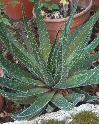 Piantine di Aloe Tiki Thai
