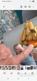 Pappagallo inseparabile allevato a mano