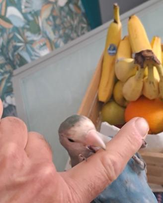 Pappagallo inseparabile allevato a mano