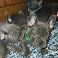 Cuccioli di bulldog francesi M e F